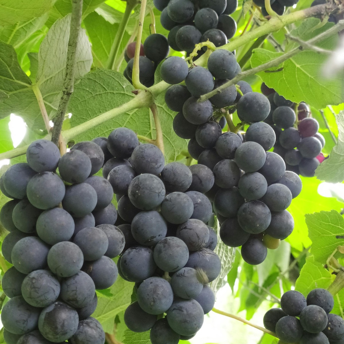 Transforming Moroccos Viticulture Industry with Zoho CRM